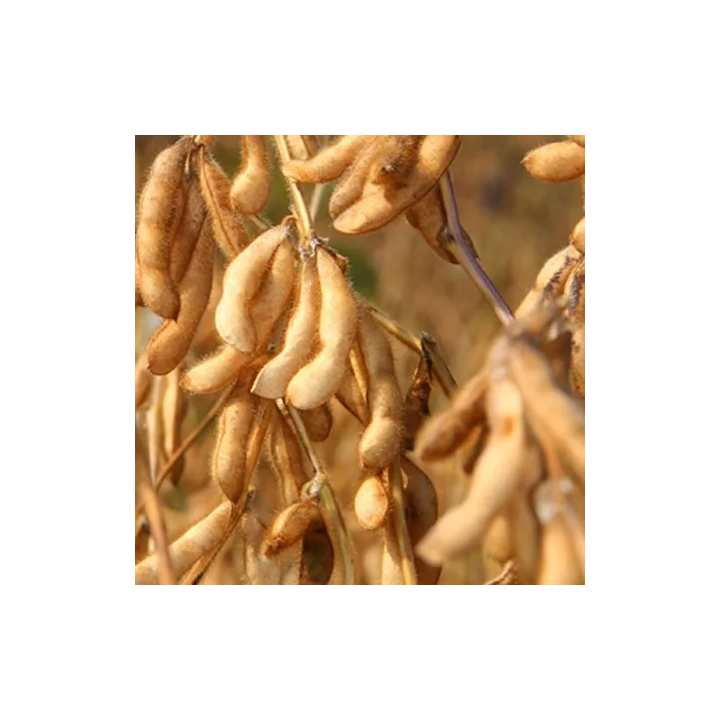 Sahara / Сахара
