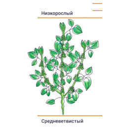 Siberia / Сіберія