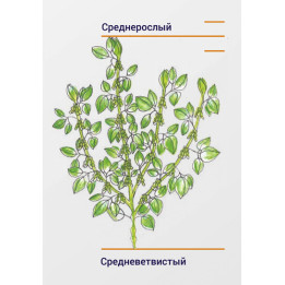 Hana / Хана