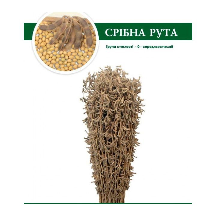 Срібна Рута