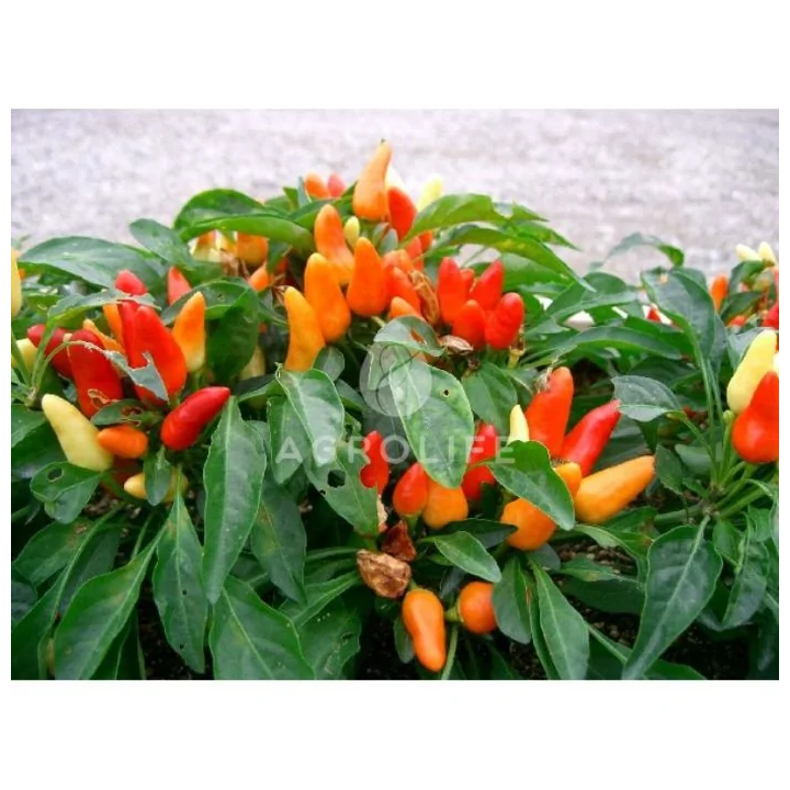 Oraneta / Оранета