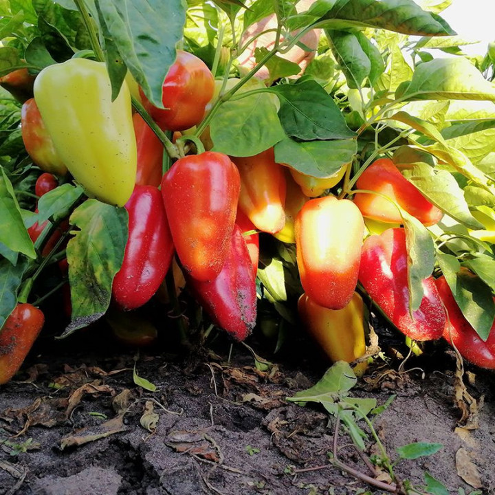 Венера