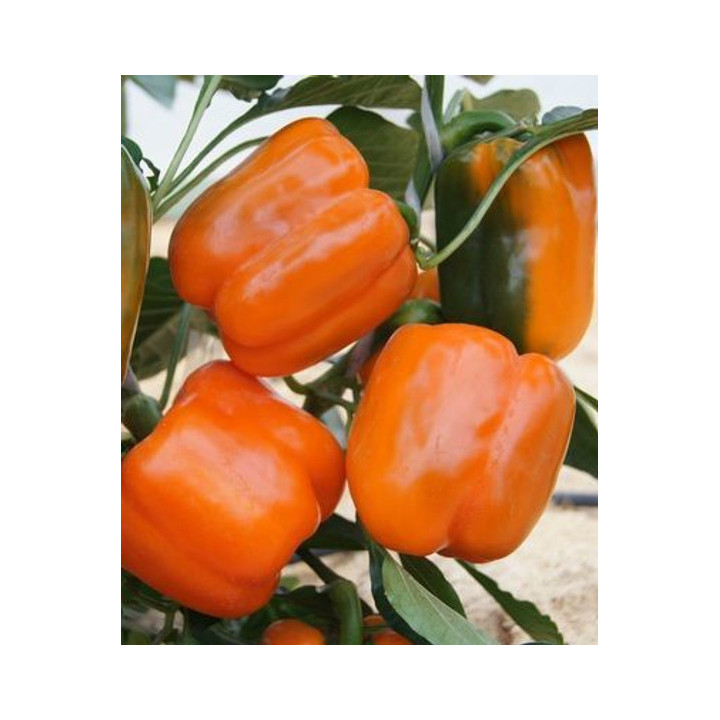 Orange Glory / Оранж Глорі