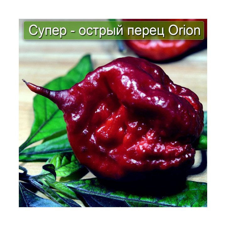Orginale / Оргінале