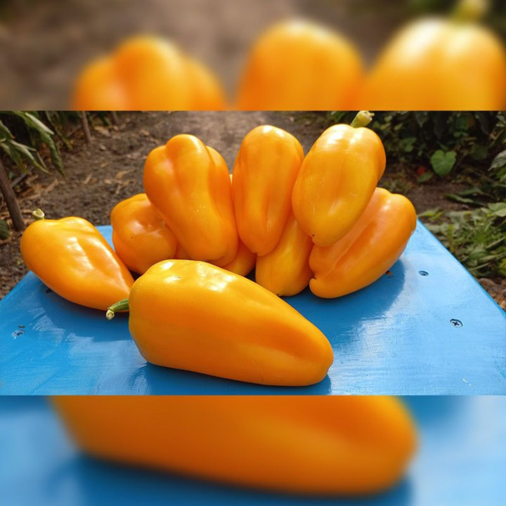PIROUET / ПІРОУЕТ