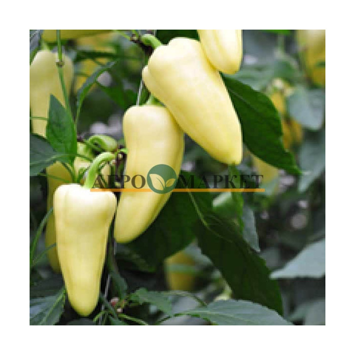 Flexum F1 / Флєксум F1