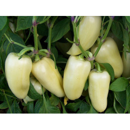 Khaski / Хаскі