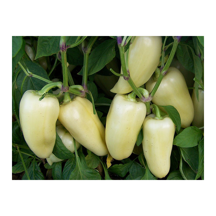 Khaski / Хаскі