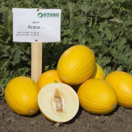 Agasi / Агасі