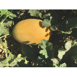 Deyra / Дейра