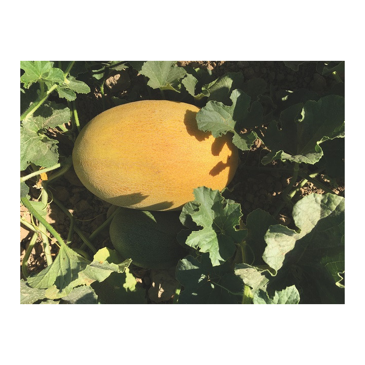 Deyra / Дейра