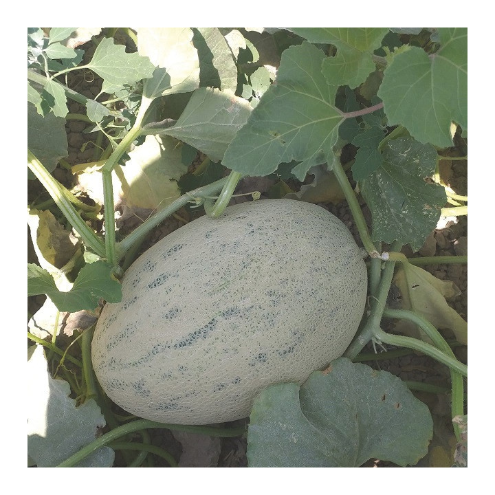 Donpero / Донперо
