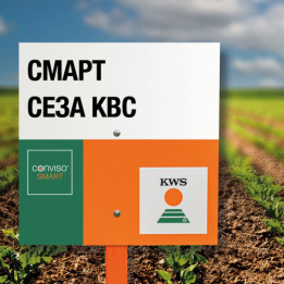 GLADIOLA KWS / ГЛАДІОЛА КВС