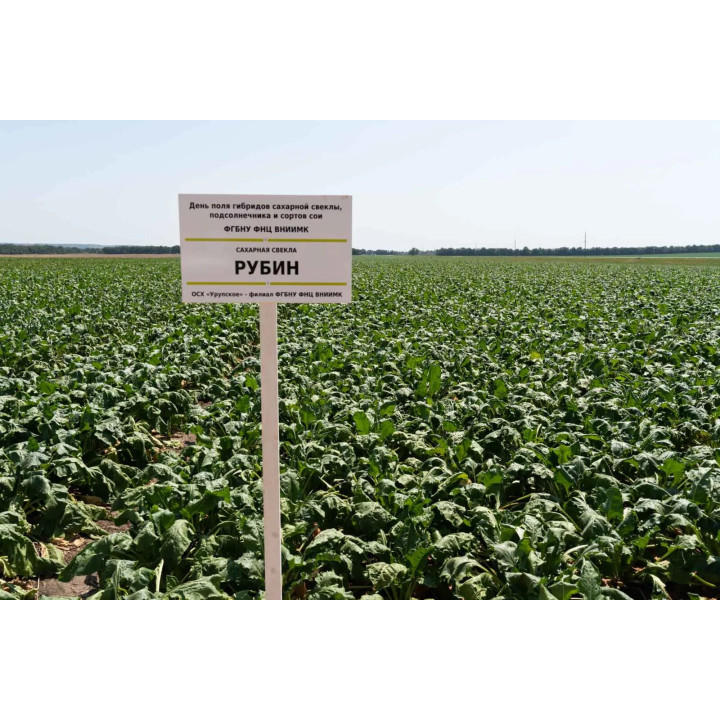 Рубін