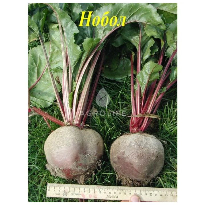 Nobol / Нобол