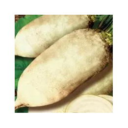 Ольжич