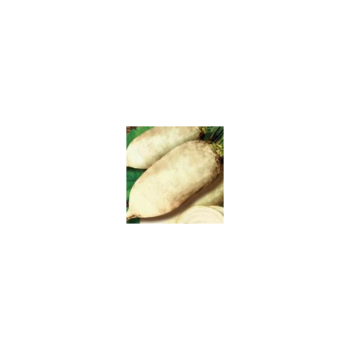 Ольжич