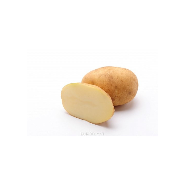 Eurostarch / Євростарч