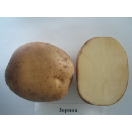 Зоряна