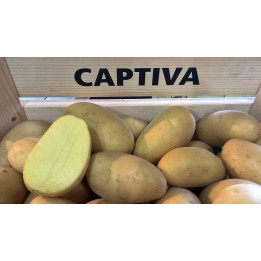 Captiva / Каптіва
