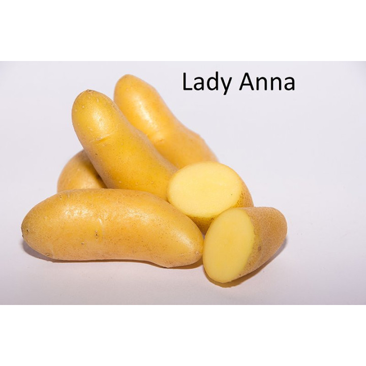 Lady Anna / Леді Анна