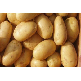 Лілея