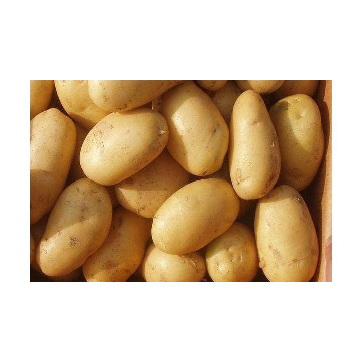 Лілея