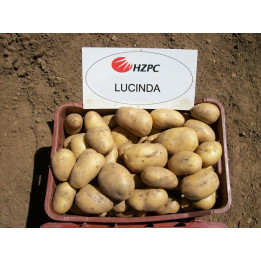 Lucinda / Лусінда