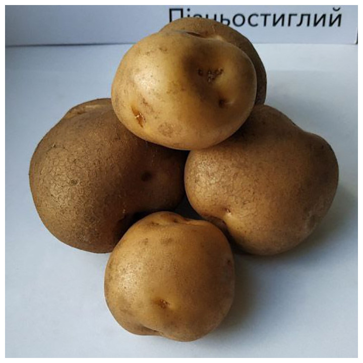 Панянка