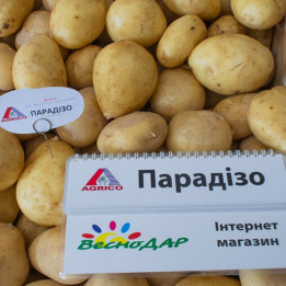 PARADISO / ПАРАДІЗО