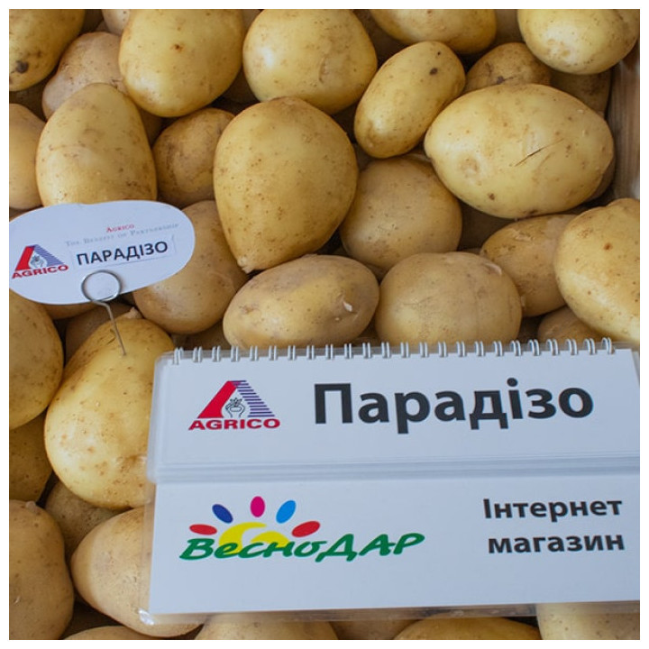 PARADISO / ПАРАДІЗО