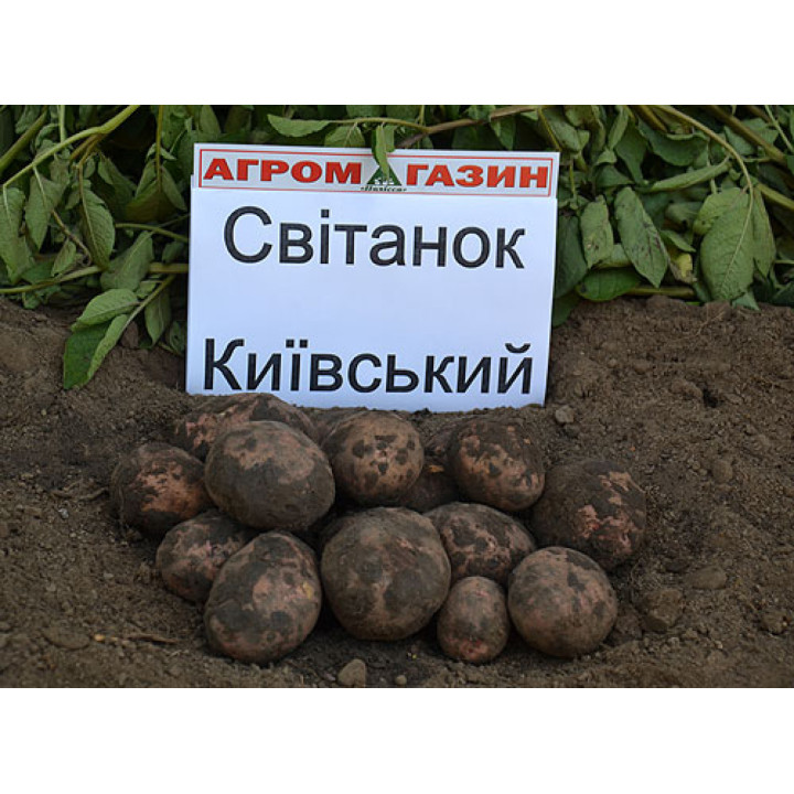 Свитанок киевский / Світанок київський