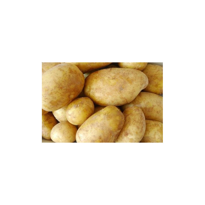 Щедрик