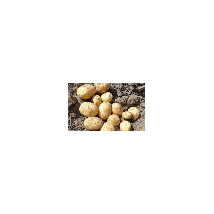 Burana / Бурана