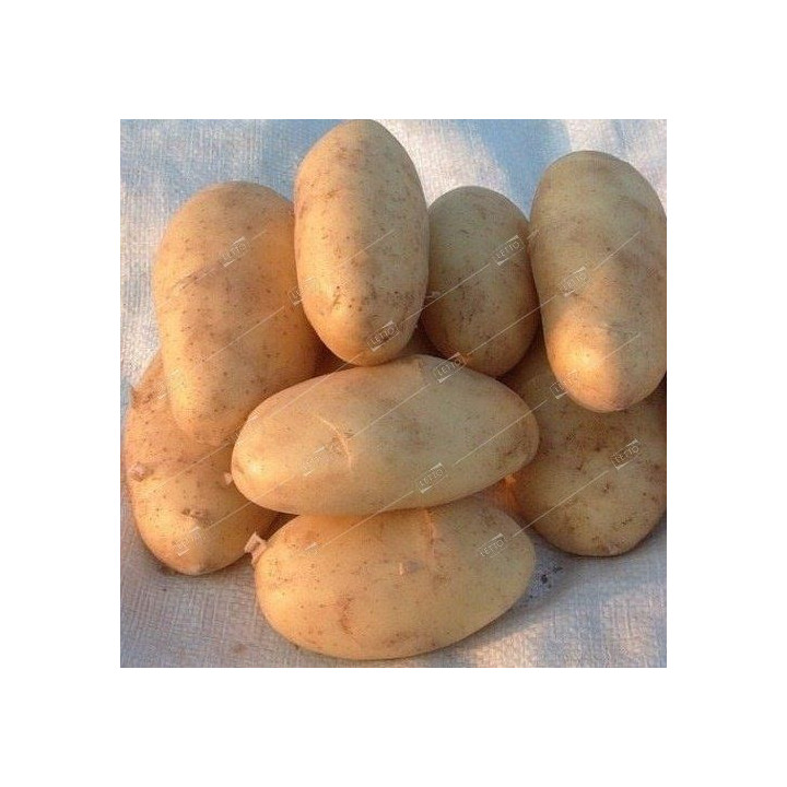 Goldika / Голдіка