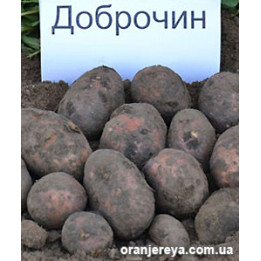 Доброчин