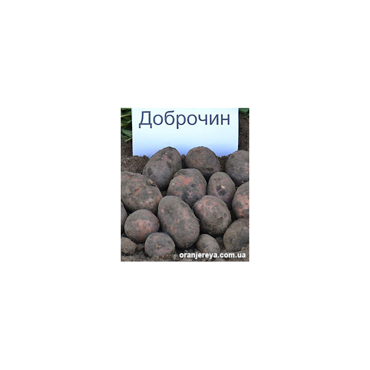 Доброчин