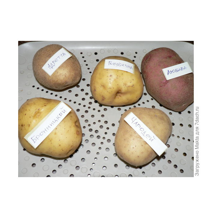 Карлик 04