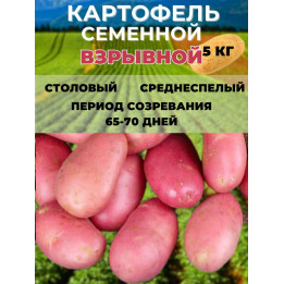 Косень 95