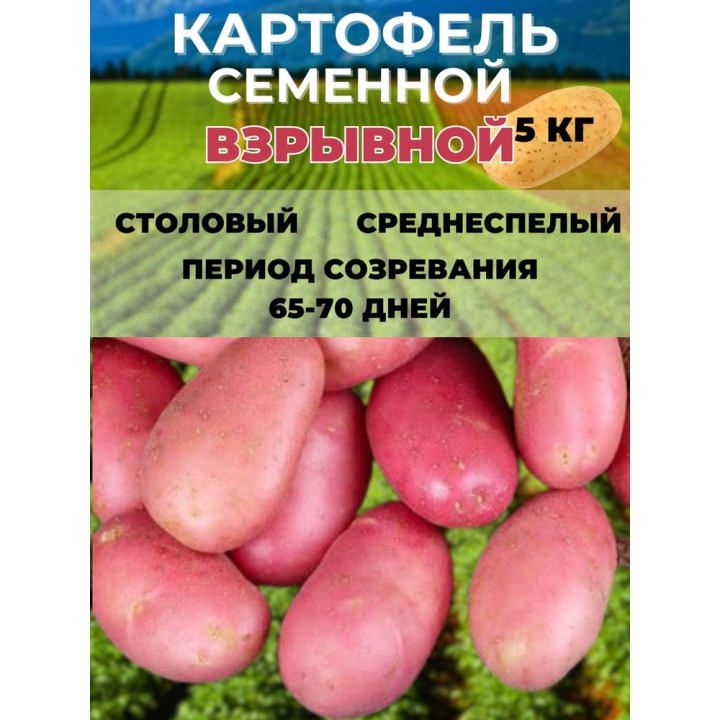 Косень 95