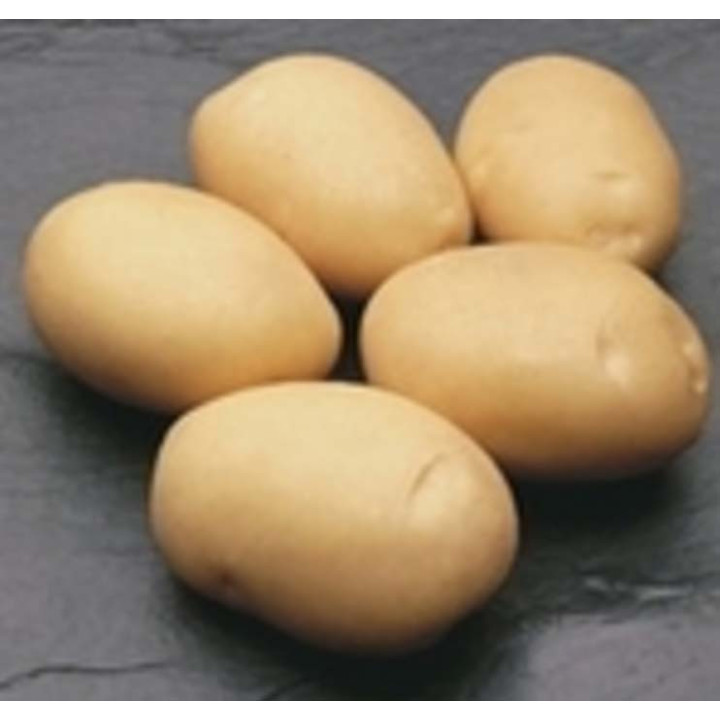 Латона