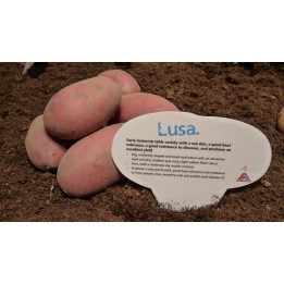LUSA / ЛЮСЯ
