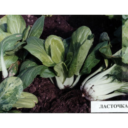 Ласточка