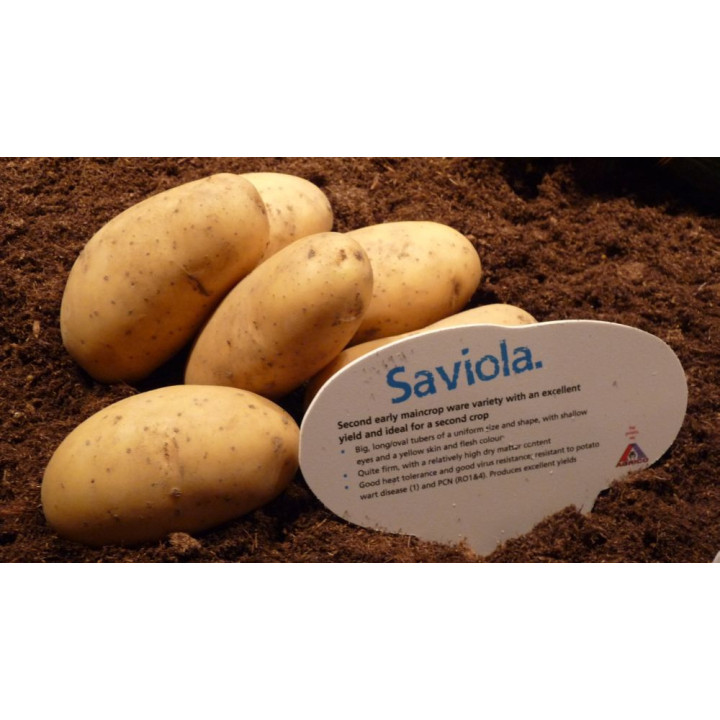 SAVIOLA / САВІОЛА
