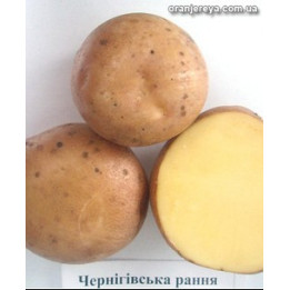 Чернігівська рання
