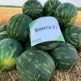 Bonta F1 / Бонта F1