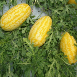 Zhako / Жако