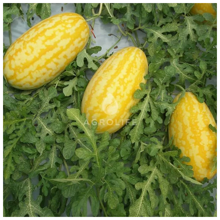 Zhako / Жако