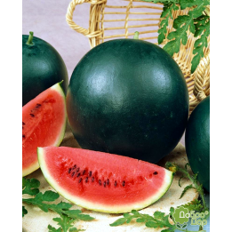 Макс Плюс
