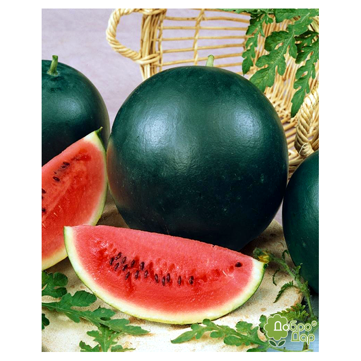 Макс Плюс